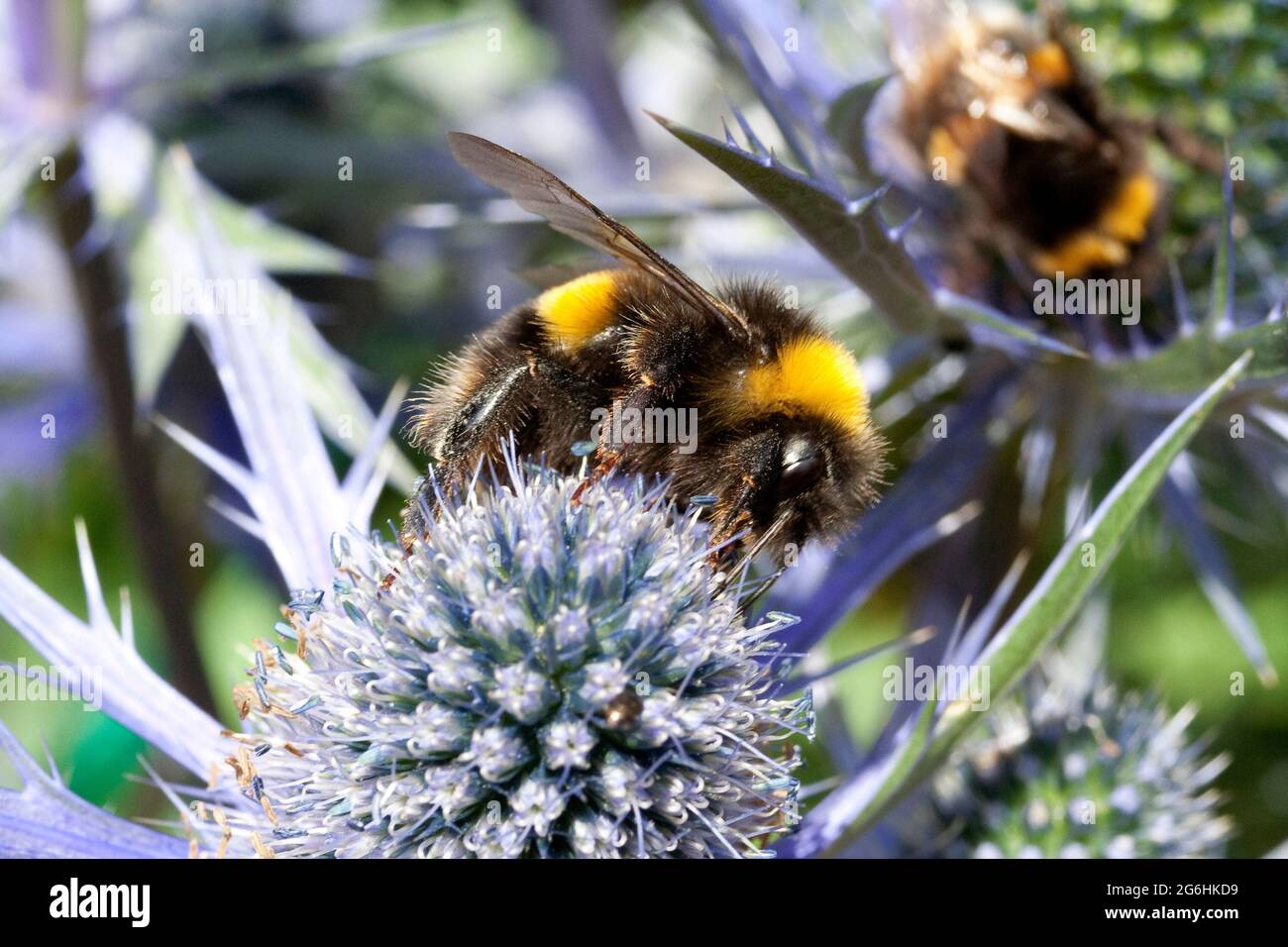 Eryngium und Bee Stockfoto