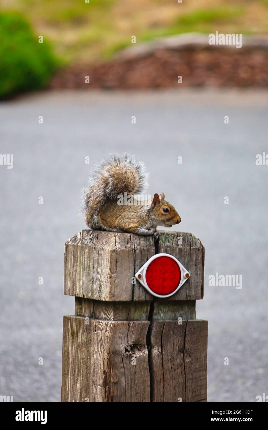 Ostgraues Eichhörnchen sitzt auf einem Pfosten Stockfoto