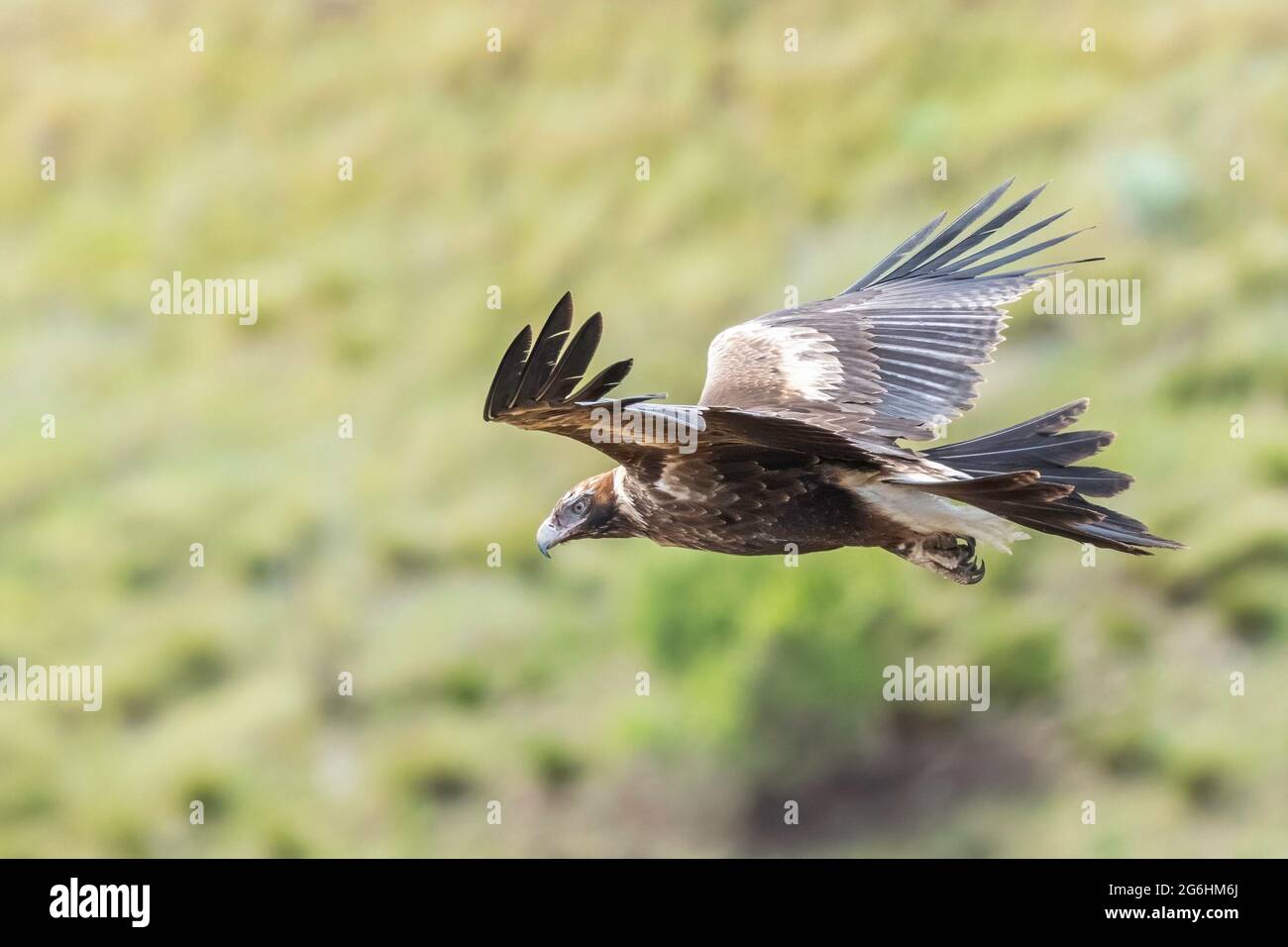 Ein unreifer Adler mit Keilschwanz, der in der Nähe von Melbourne, Victoria, Australien, jagt Stockfoto
