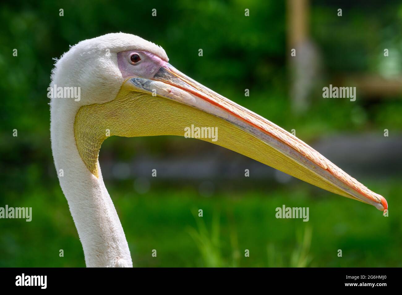 Pelikan-Porträt Stockfoto