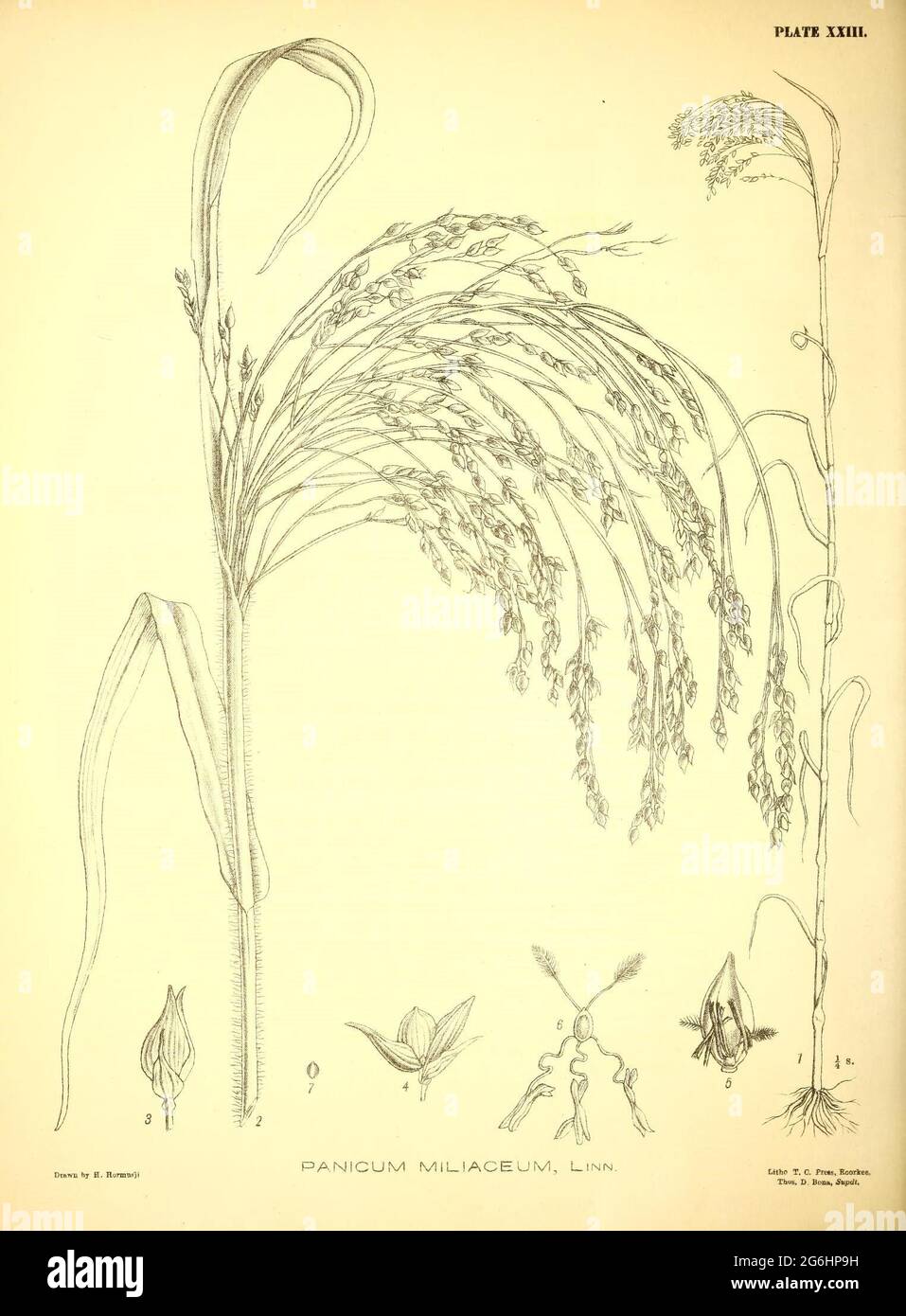 Feld- und Gartenpflanzen der nordwestlichen Provinzen und Oudh Roorkee, gedruckt bei der Thomason Civil Engineering College Press, 1882-93. Stockfoto