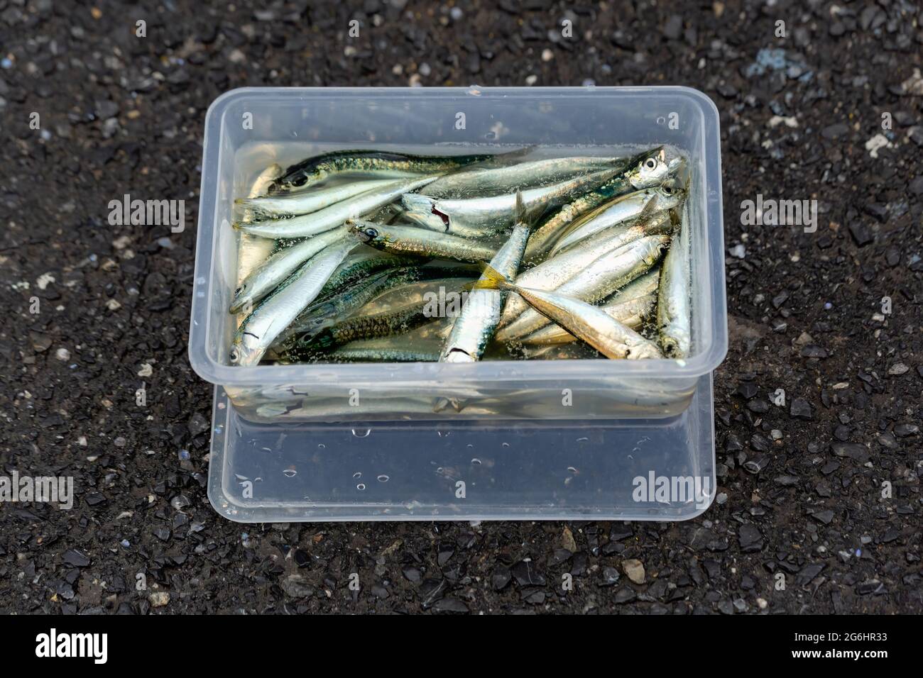 Makrelenfische, die von Fischern in einem Plastikbecher auf der Galata-Brücke, Istanbul - Türkei, gefangen wurden. Stockfoto