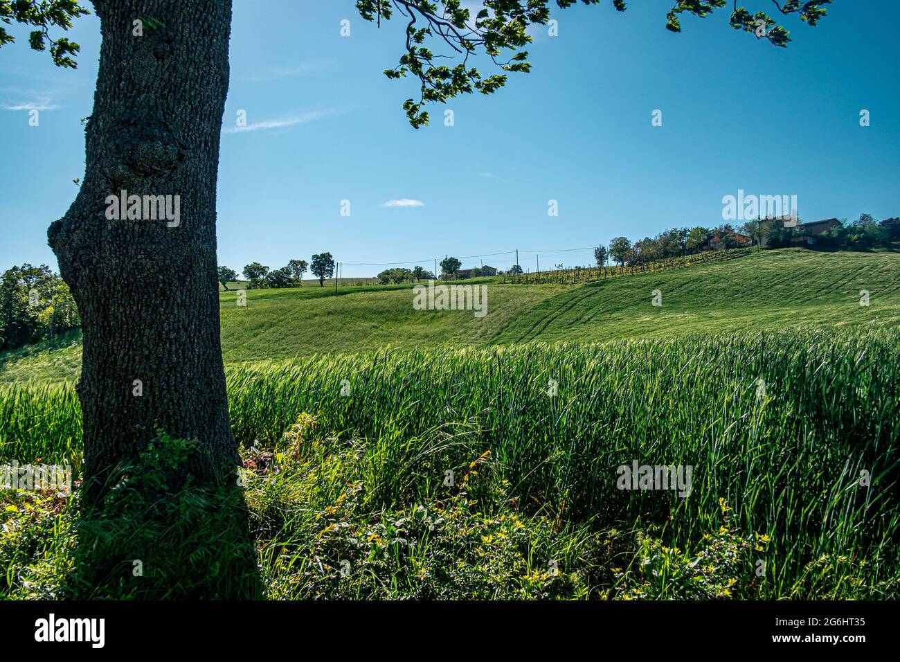 Landschaft am Ende des Frühlings. Hügel von Bologna, Schloss Serravalle, Emilia und Romagna, Italien. Stockfoto