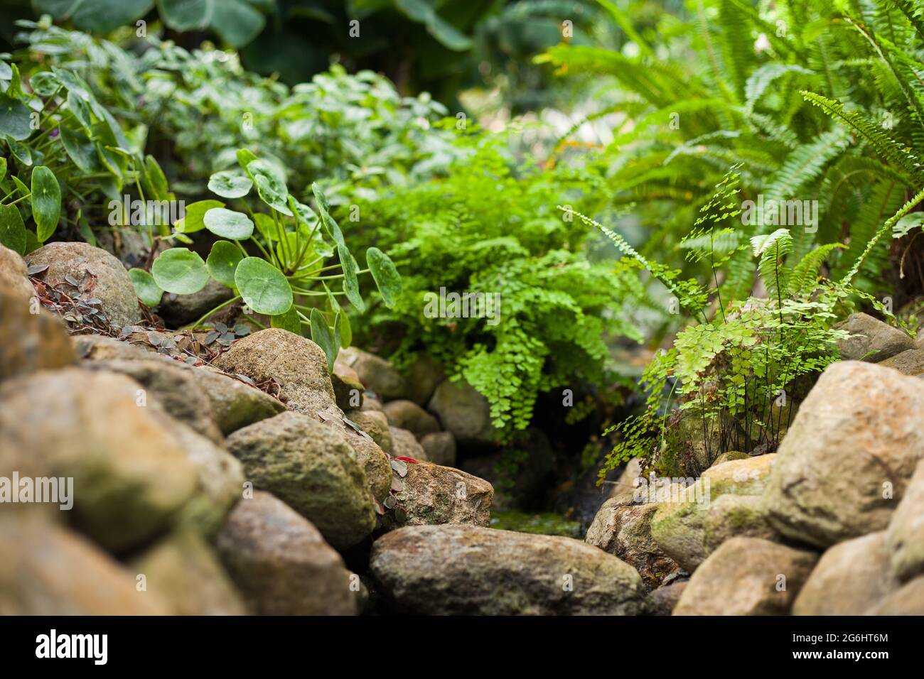 Grünes Gras in einem Sumpf mit grünen Baumblättern und einem kleinen Fluss aus klarem Wasser Stockfoto
