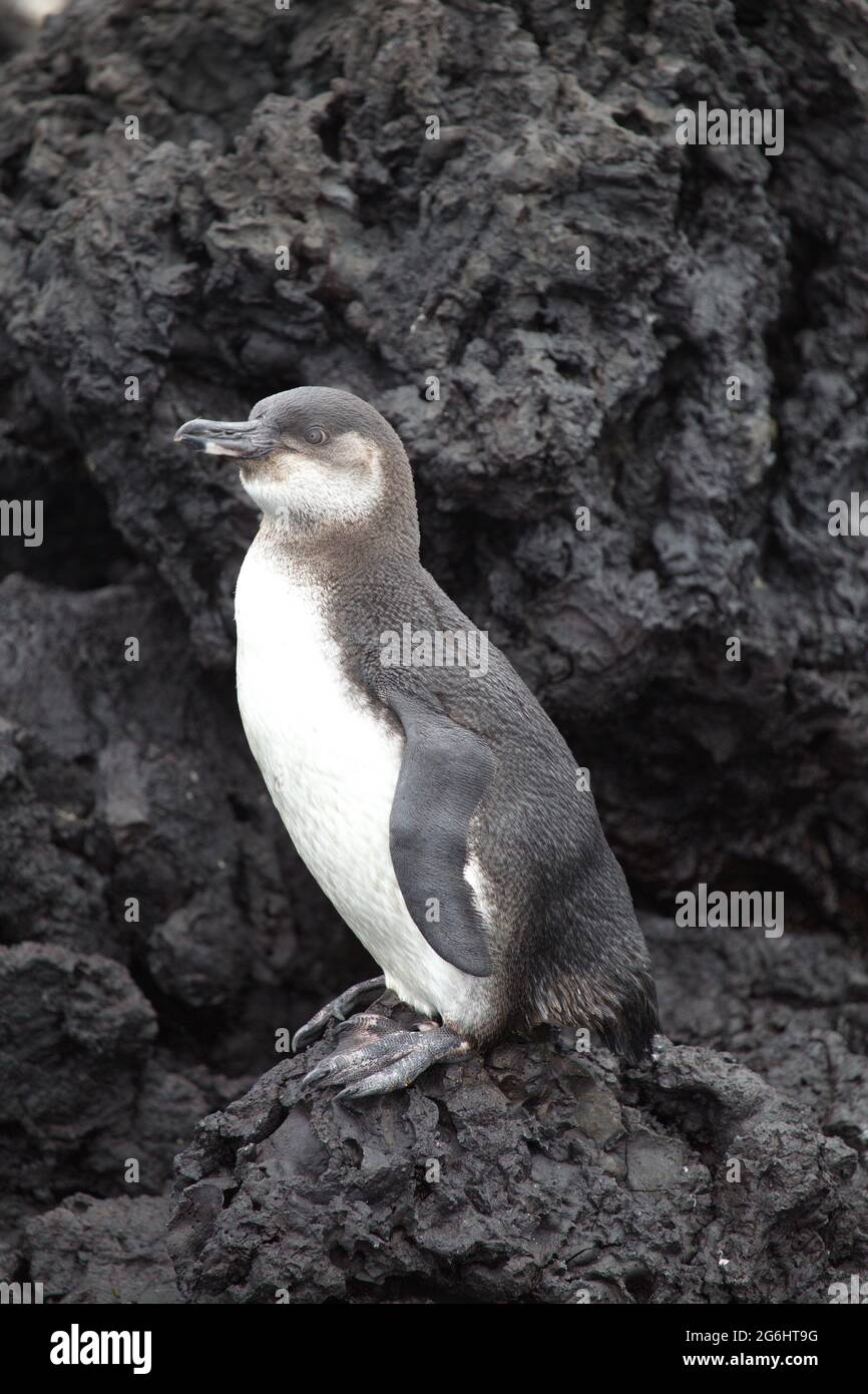 Porträt des Galápagos-Pinguins (Spheniscus mendiculus), der aufrecht auf Lavagesteinen steht, Galapagos-Inseln, Ecuador. Stockfoto