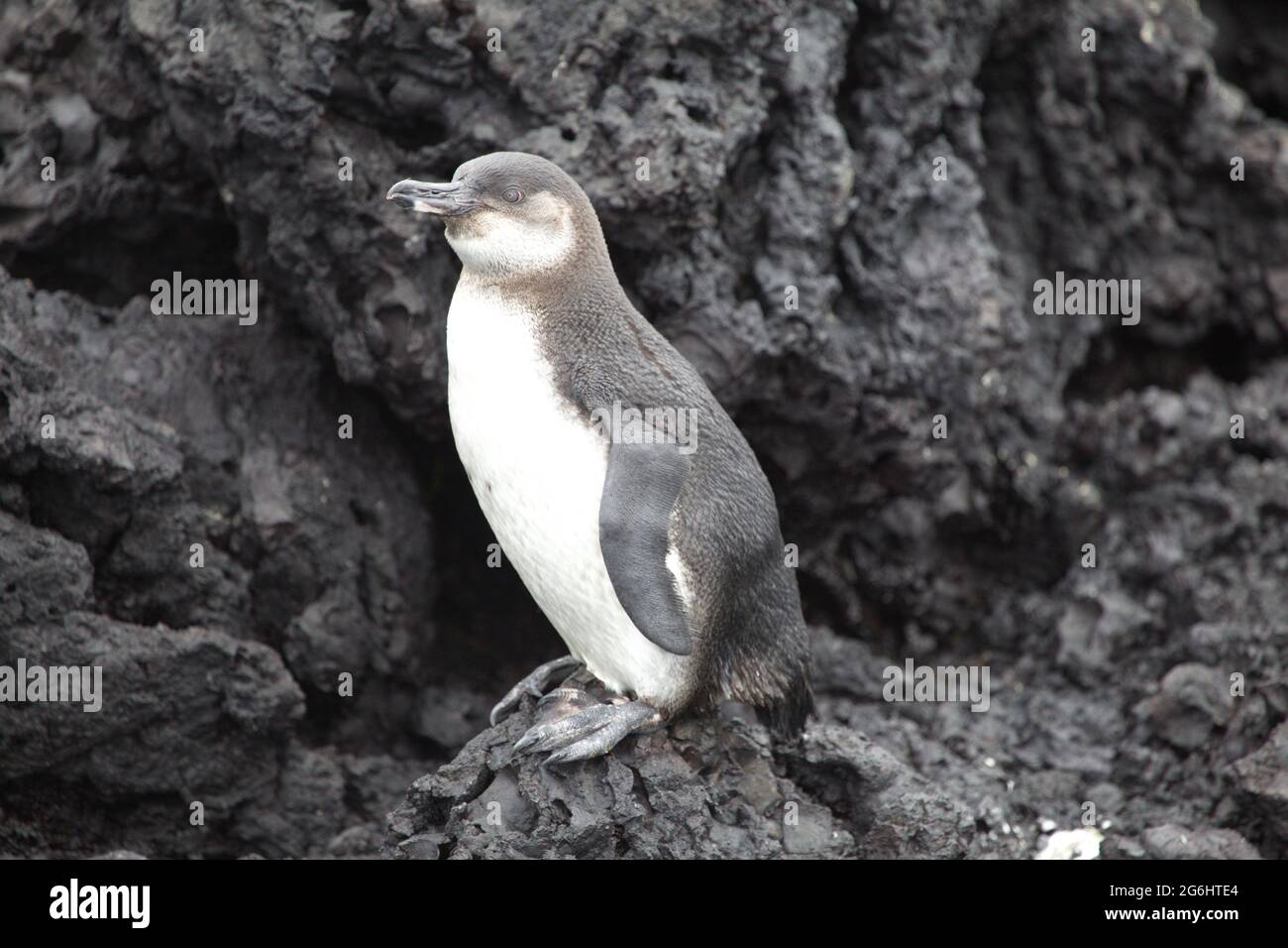 Porträt des Galápagos-Pinguins (Spheniscus mendiculus) auf Lavagesteinen der Galapagos-Inseln, Ecuador. Stockfoto