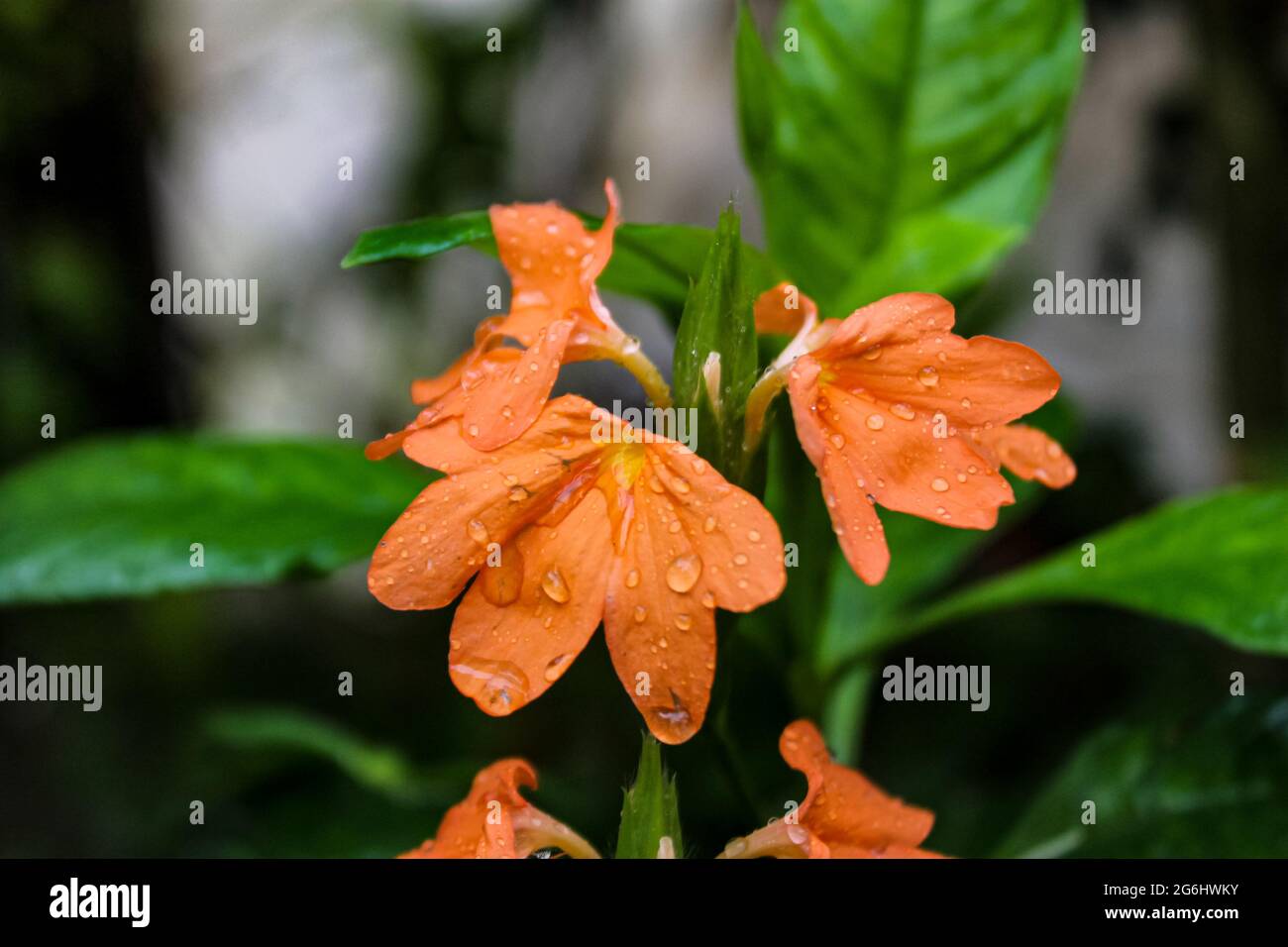 Schöne Blumen, die geeignet sind, im Hof des Hauses gepflanzt werden Stockfoto