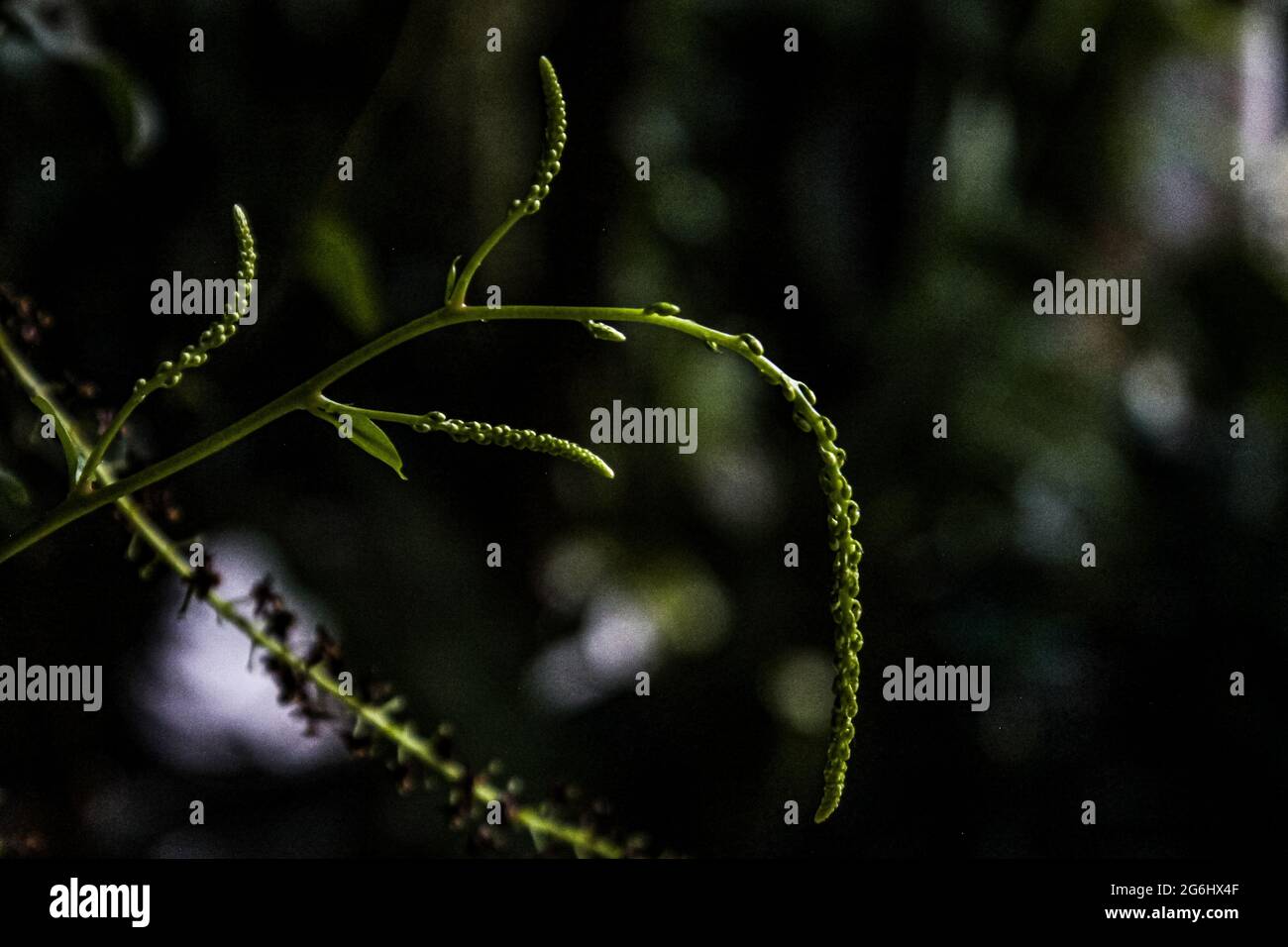 Schöne Blumen, die geeignet sind, im Hof des Hauses gepflanzt werden Stockfoto
