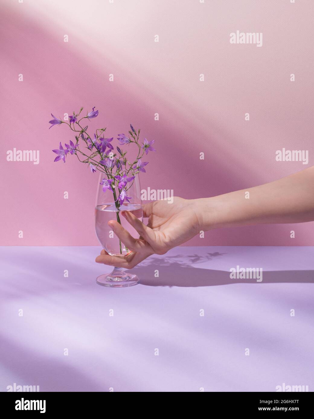 Handliches Glas mit durchsichtiger Flüssigkeit und schönen violetten Feldblumen. Pastellrosa Sommer- oder Frühlingshintergrund. Minimale Natur, Ästhetik. Nat Stockfoto