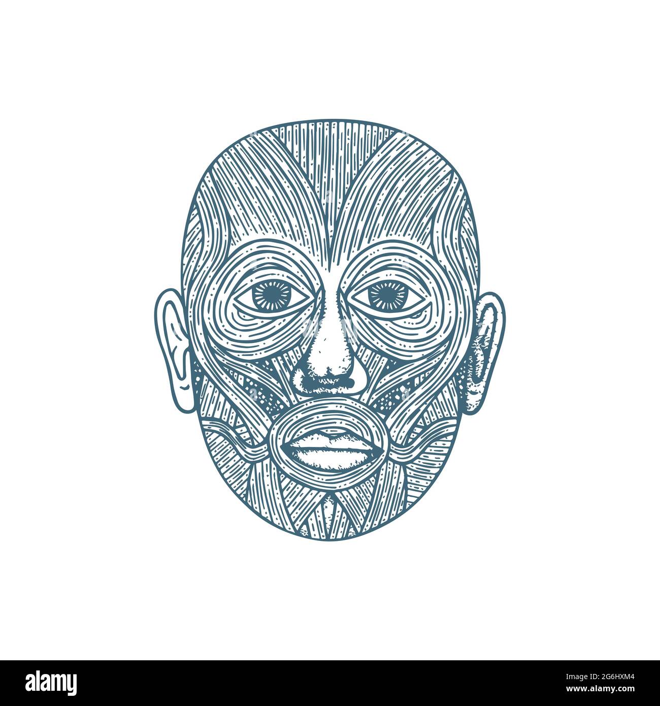 Kopf Muskelsystem Anatomie handgezeichnete Vektor-Illustration. Menschliche Gesichtsmuskeln vintage Gravur Stil Zeichnung. Medizinisches Poster. Teil des Sets. Stock Vektor