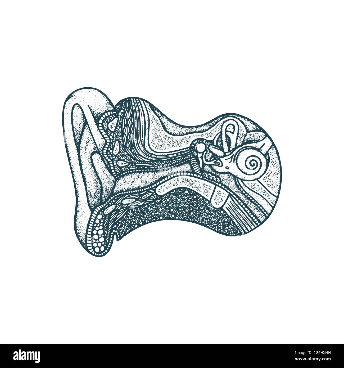 Handgezeichnete Vektorgrafik für die Anatomie des Ohrs. Ohrkanal und Schädel Querschnitt vintage Gravur Stil Zeichnung. Menschliche akustische Meatus inneren Teilen. Stock Vektor