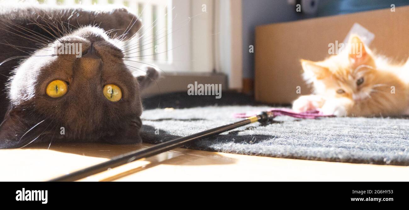 Eine Russian Blue Katze rollt auf dem Rücken, während sie mit einem orangefarbenen Ingwer-Kätzchen spielt Stockfoto