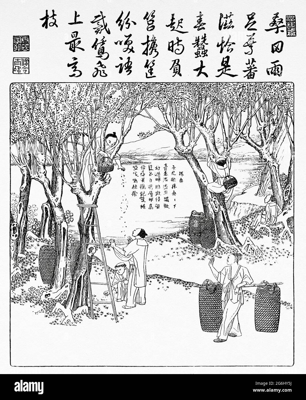 Die Tradition von Seide und Seidenraupe in China. Traditionelle Blattraffung. Alte, gravierte Illustration aus dem 19. Jahrhundert von La Nature 1888 Stockfoto