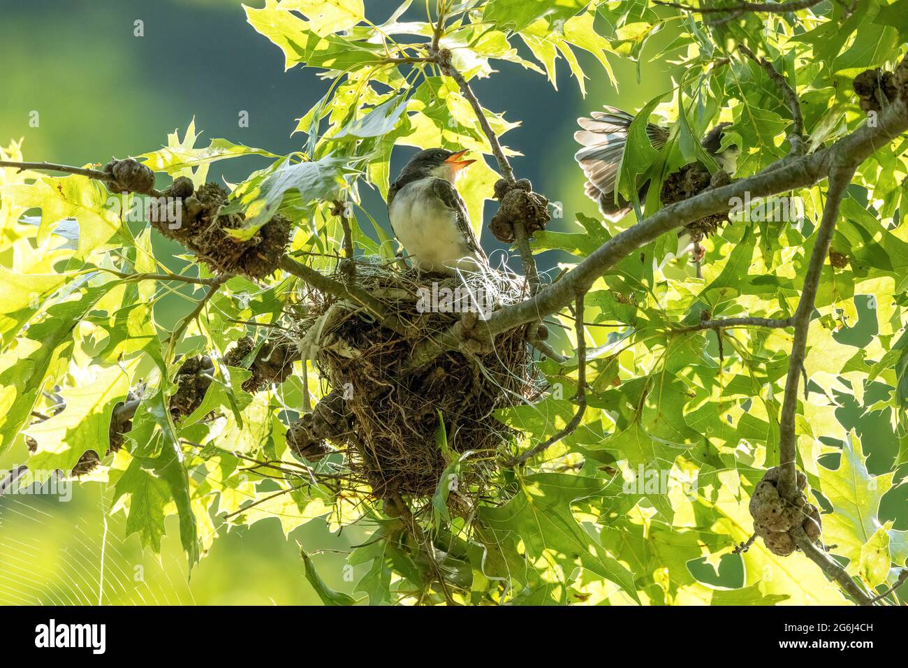 Östlicher Königsvögel im Nest Stockfoto