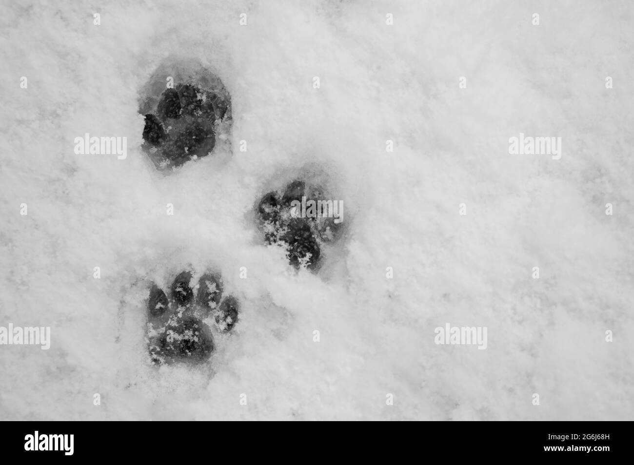 Tiere Draussen Im Winter Spuren Von Tieren Im Schnee Pfotenabdrucke Im Winter Weisser Schnee Tiere Die Schwierigkeiten Haben Futter Im Winter Draussen Zu Finden Stockfotografie Alamy