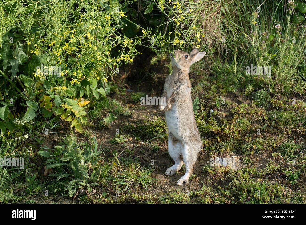 Kaninchen-Oryctolagus Cuniculus ernährt sich von wildem Rettich-Raphanus raphanistrum. Stockfoto