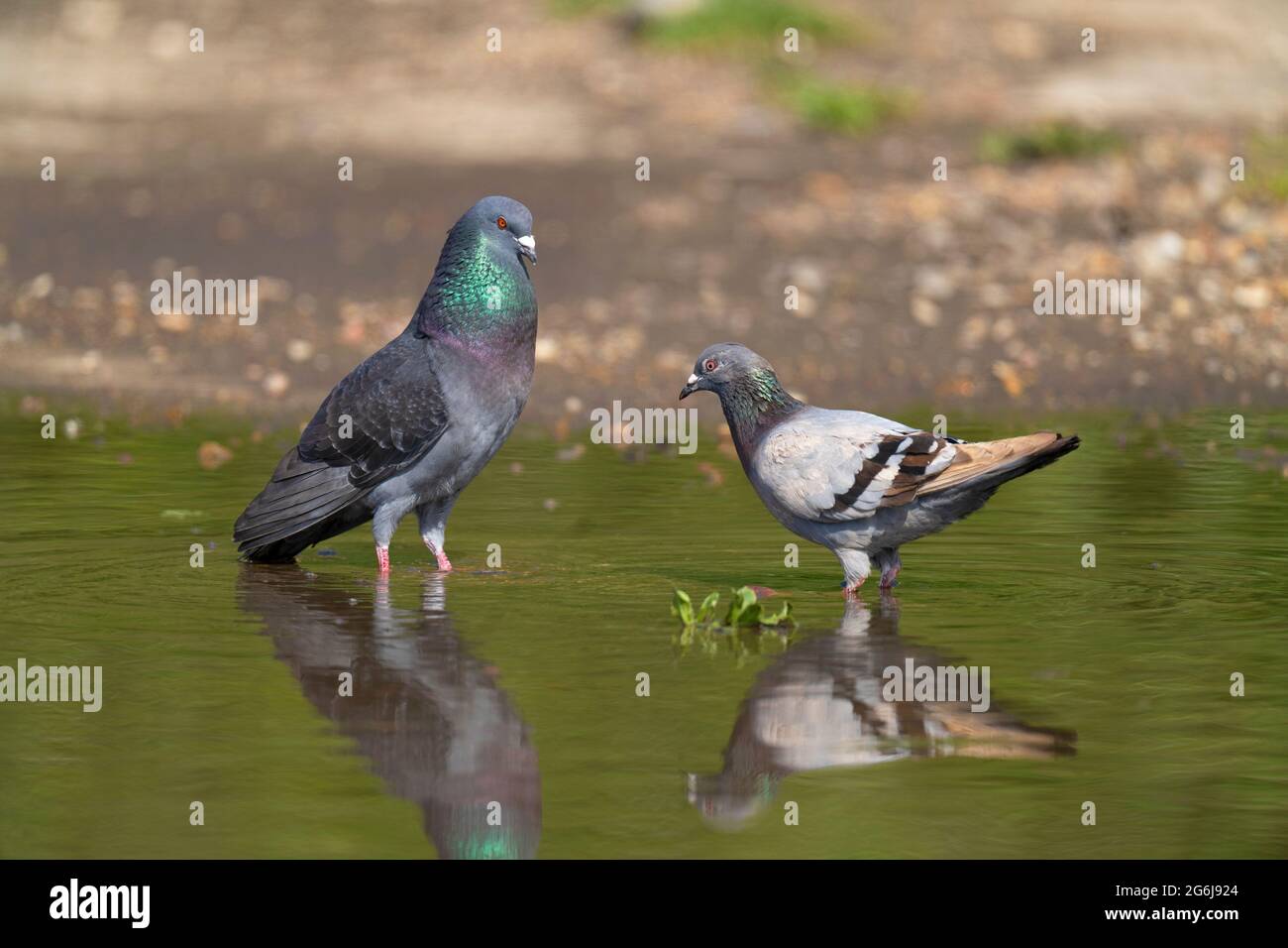 Male and female dove Fotos und Bildmaterial in hoher Auflösung Alamy