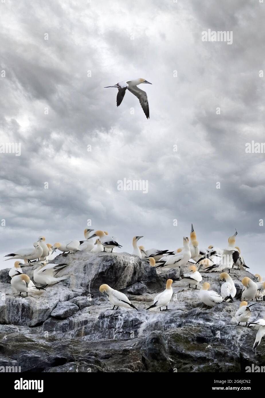 Grassholm Island, Wales, vor der Küste von Pembrokeshire, einer unbewohnten Insel mit einer großen Gannet-Kolonie, Morus bassanus, die einen Großteil davon abdeckt; Wales UK Stockfoto