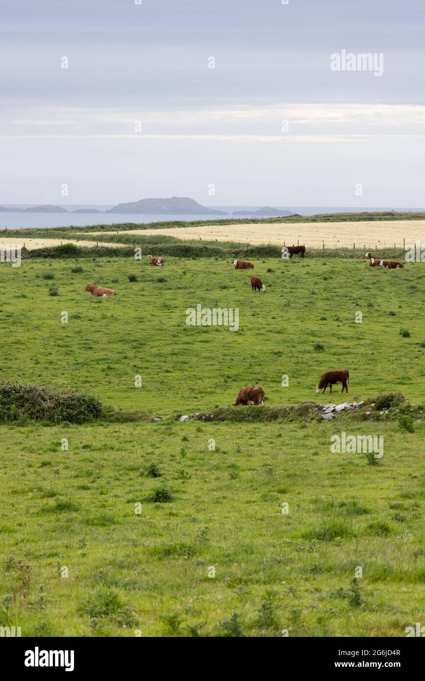 Wales Farming; Rinder auf einem Bauernhof mit Blick auf die See, Pembrokeshire, Wales, Großbritannien Stockfoto