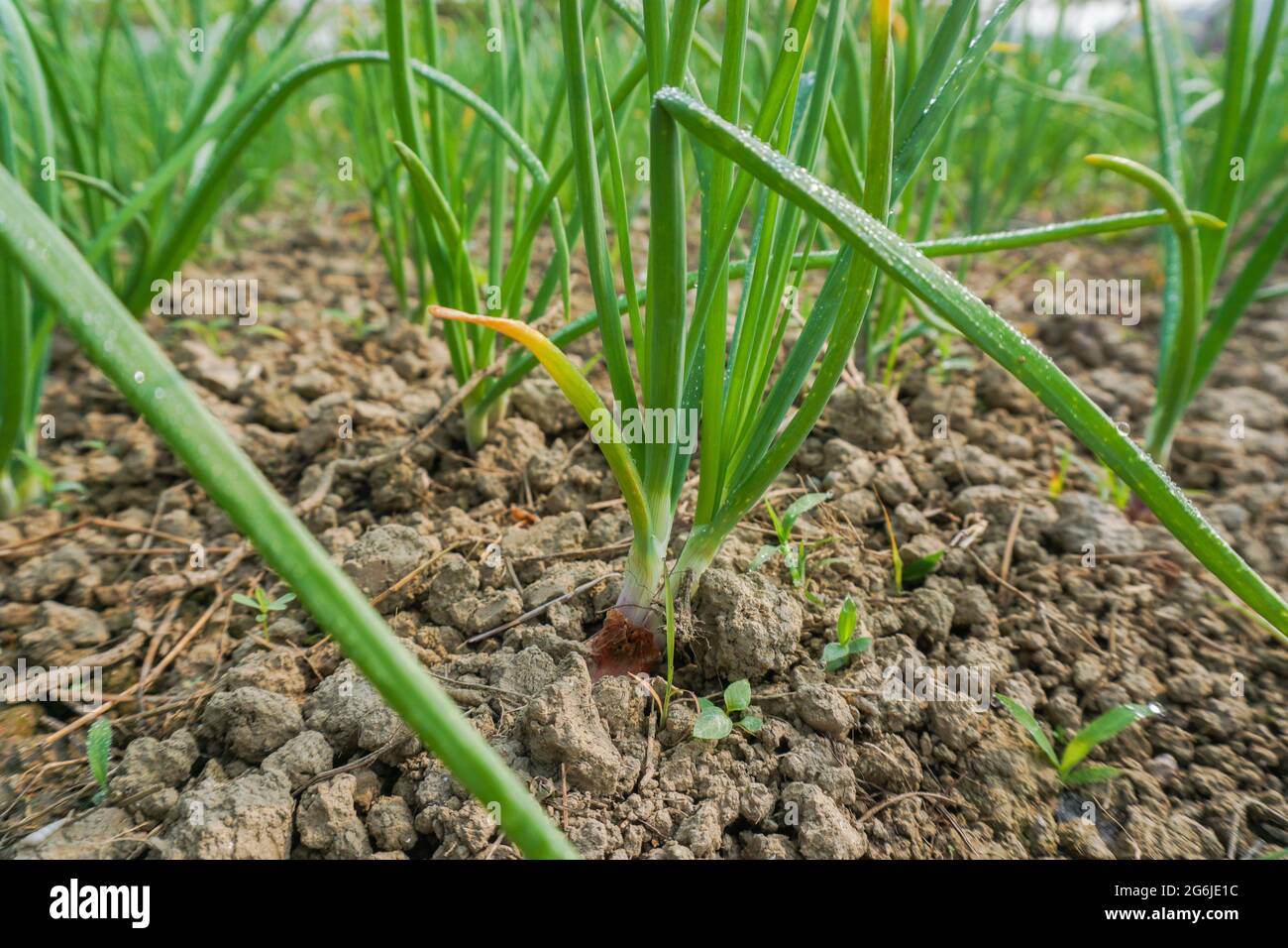 Eine Reihe Zwiebeln im Boden anreihen. Nahaufnahme der Zwiebel. Stockfoto