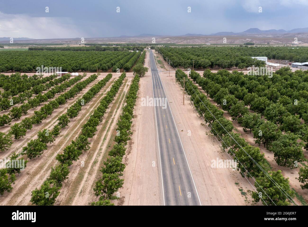 Rincon, New Mexico - Wasserhungrige Pekannüsse wachsen inmitten eines schweren Dought in der Wüste von New Mexico. Die ausgedehnten Pekannüsse um Las C Stockfoto
