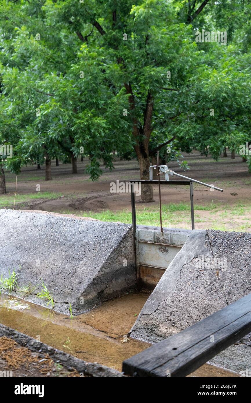 Las Cruces, New Mexico - Wasserhungrige Pekannüsse, die inmitten eines schweren Dought in der Wüste von New Mexico wachsen. Die ausgedehnten Pekannüsse um L Stockfoto