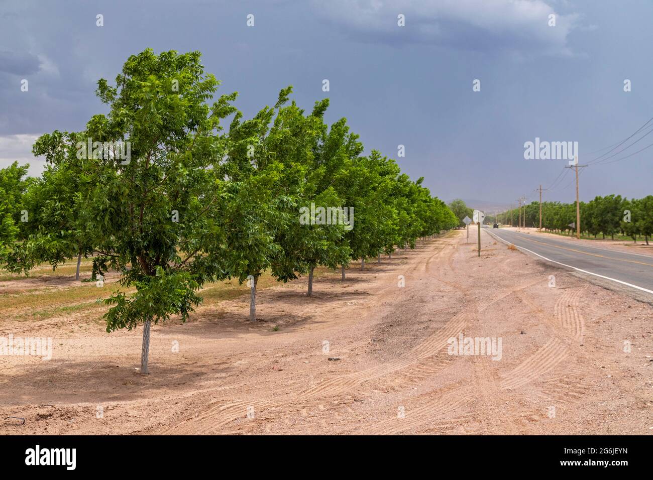 Rincon, New Mexico - Wasserhungrige Pekannüsse wachsen inmitten eines schweren Dought in der Wüste von New Mexico. Die ausgedehnten Pekannüsse um Las C Stockfoto
