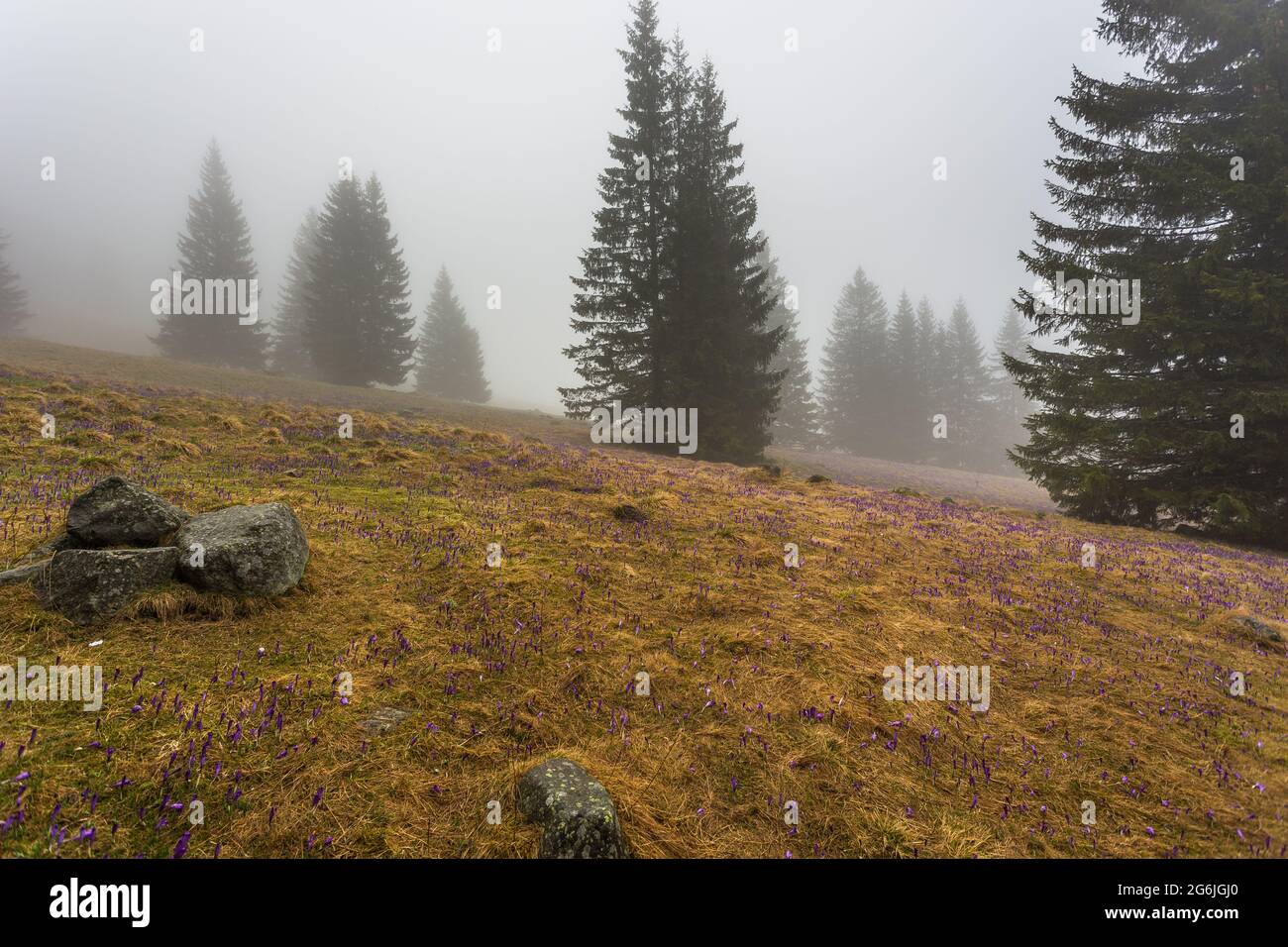 Blick auf das Chochoowska-Tal in der Tatra bei Zakopane. Ein trübe Frühlingstag. Stockfoto