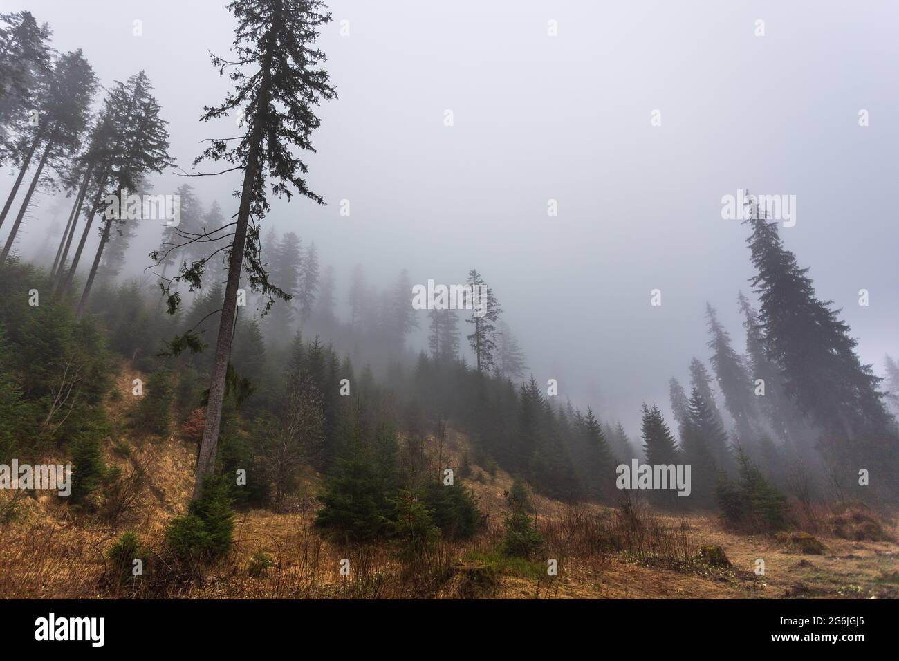 Blick auf das Chochoowska-Tal in der Tatra bei Zakopane. Ein trübe Frühlingstag. Stockfoto