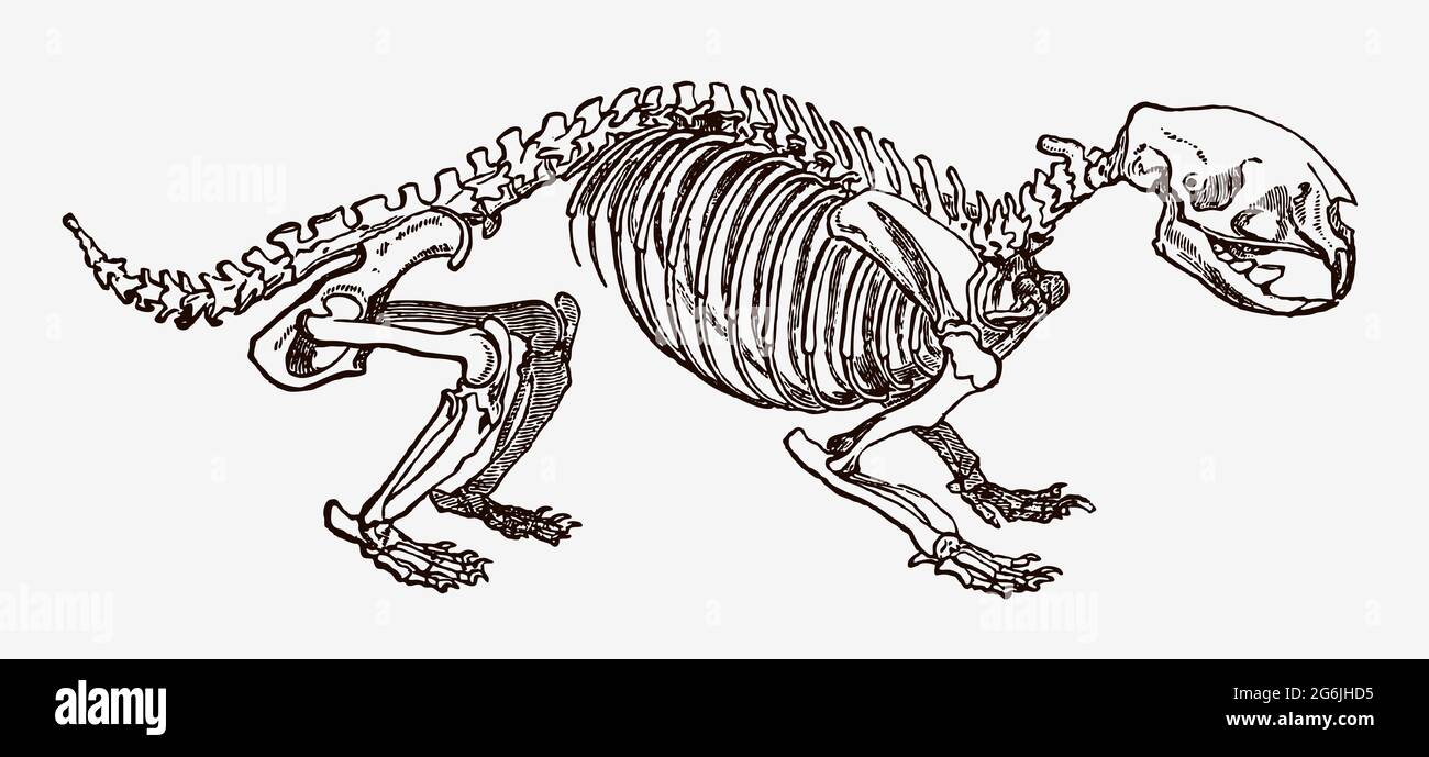 Porcupine Skelett in Profilansicht, nach antiker Gravur aus dem 19. Jahrhundert Stock Vektor