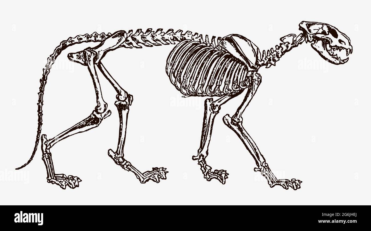 löwe panthera leo Skelett in Profilansicht, nach antikem Stich aus dem 19. Jahrhundert Stock Vektor
