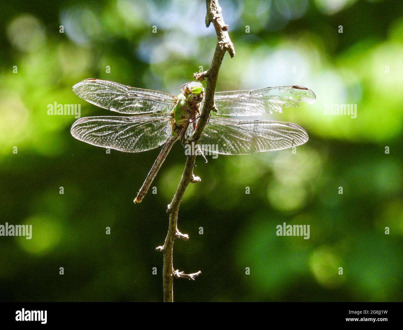 Die riesige Darner-Dragonfliege thronte auf dem Ast Stockfoto