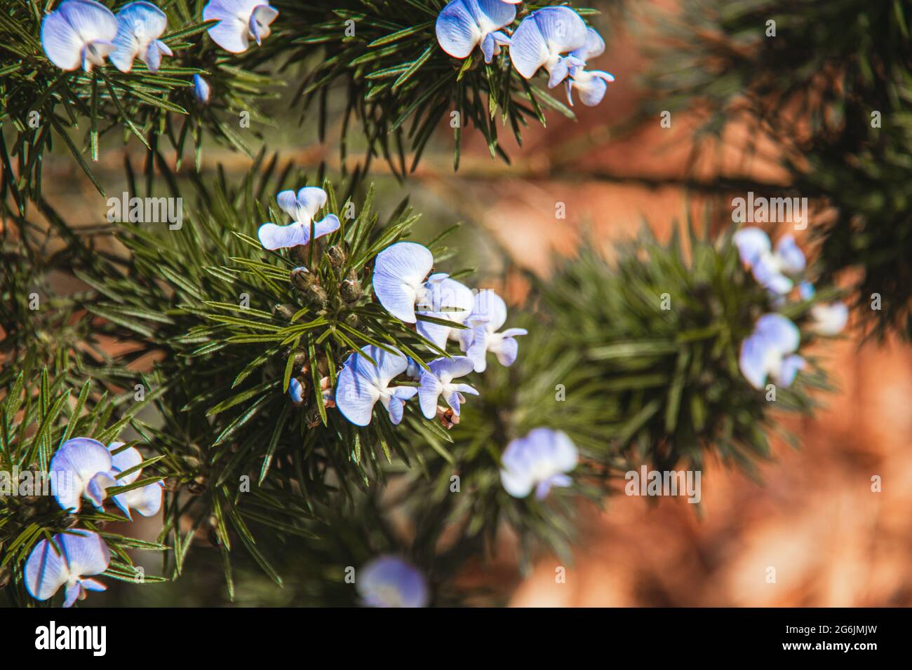 Blaue immergrüne Knospen auf braunem Hintergrund Stockfoto