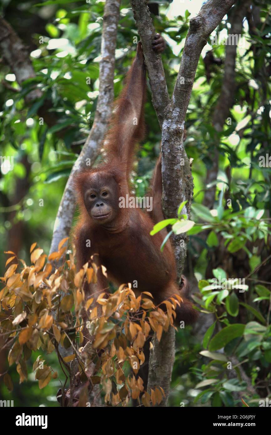 Junger Orang-Utan im Rasa Ria Nature Reserve, Kota Kinabalu, Sabah, Malaysia. Stockfoto