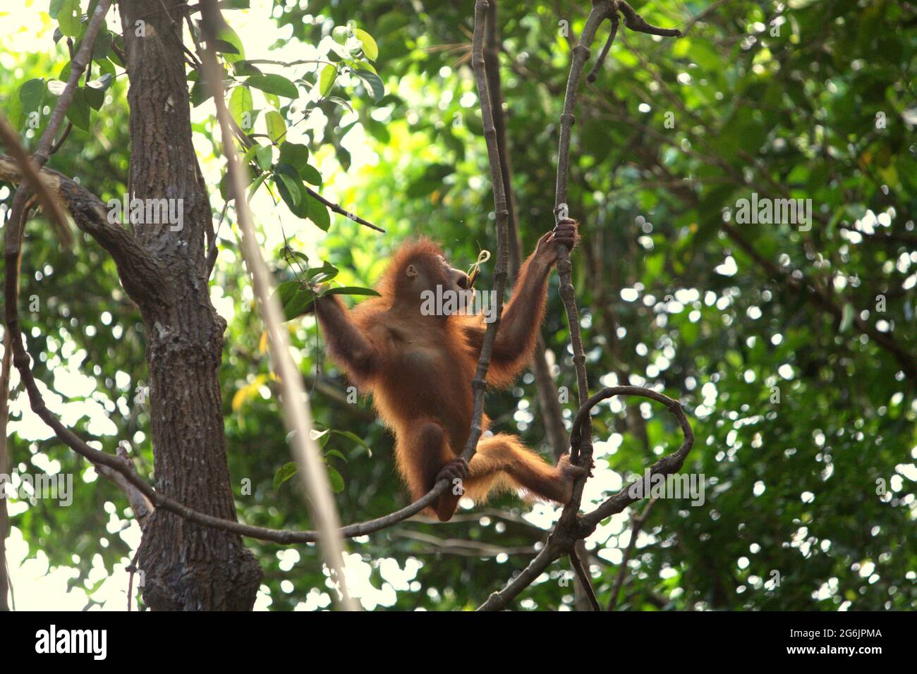 Junger Orang-Utan im Rasa Ria Nature Reserve, Kota Kinabalu, Sabah, Malaysia. Stockfoto