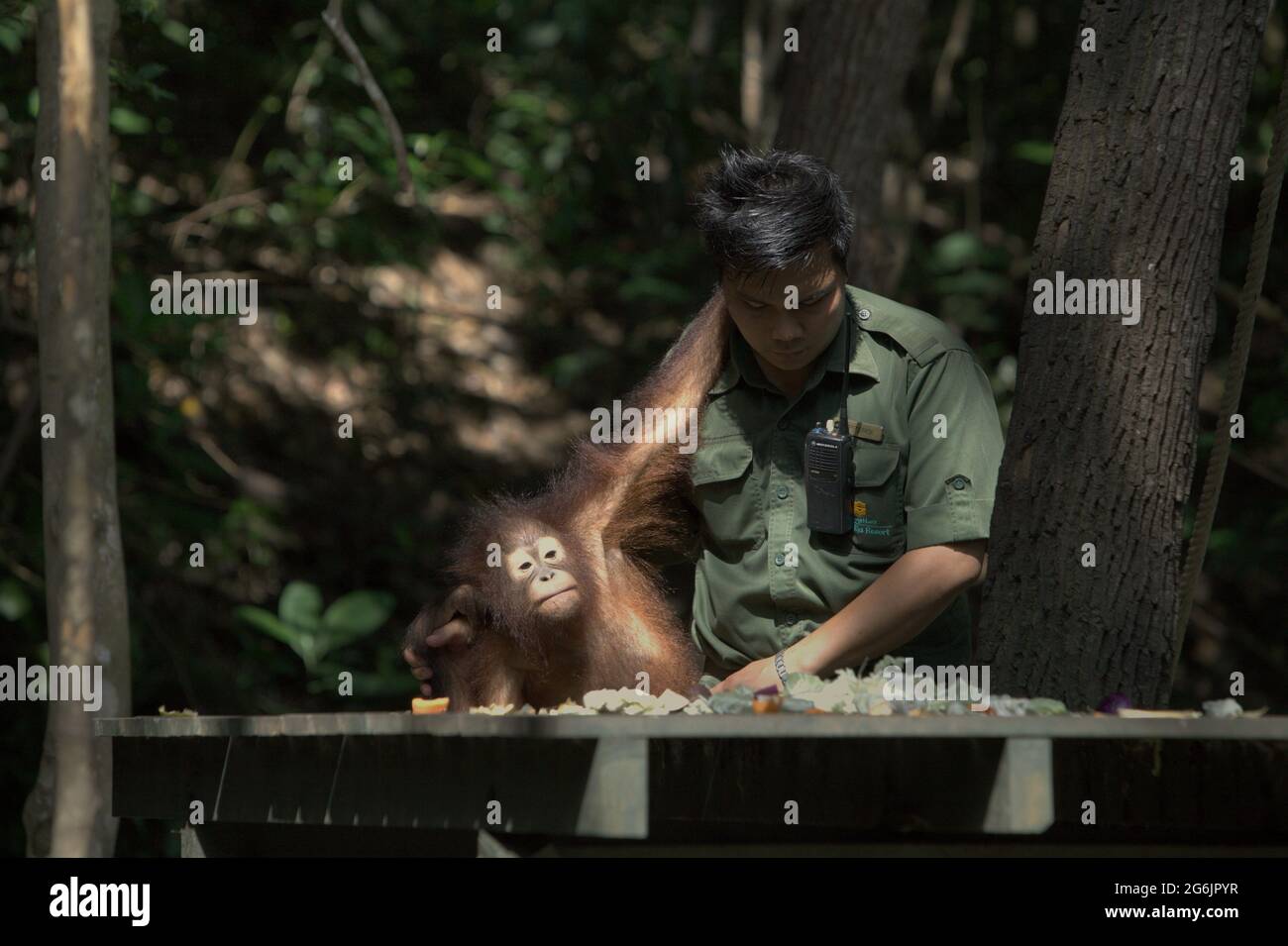 Ein Ranger hält einen jungen Orang-Utan im Rasa Ria Nature Reserve, Kota Kinabalu, Sabah, Malaysia. Stockfoto