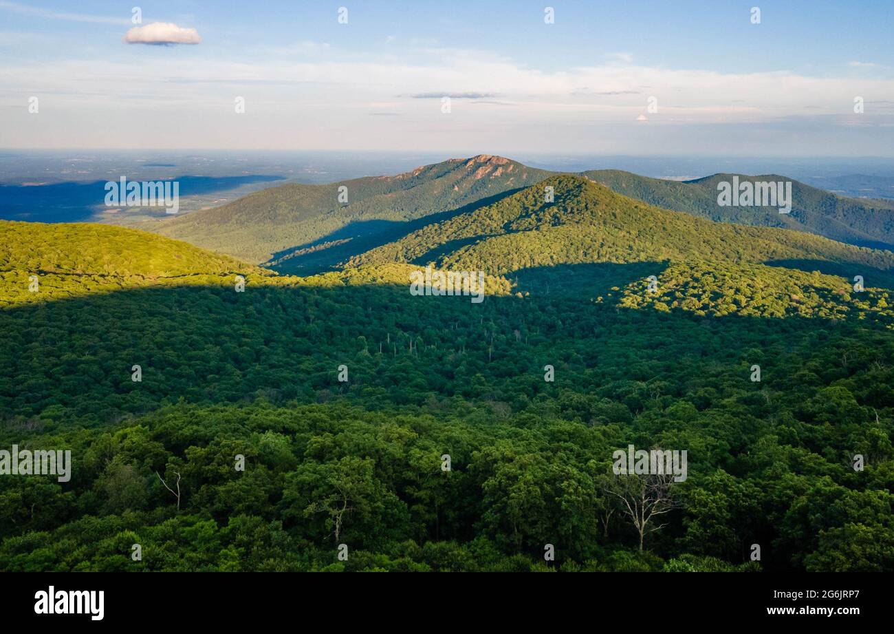 Malerische Luftaufnahme eines blauen Sees mit Pinien Küstenlinie im Sommer Stockfoto