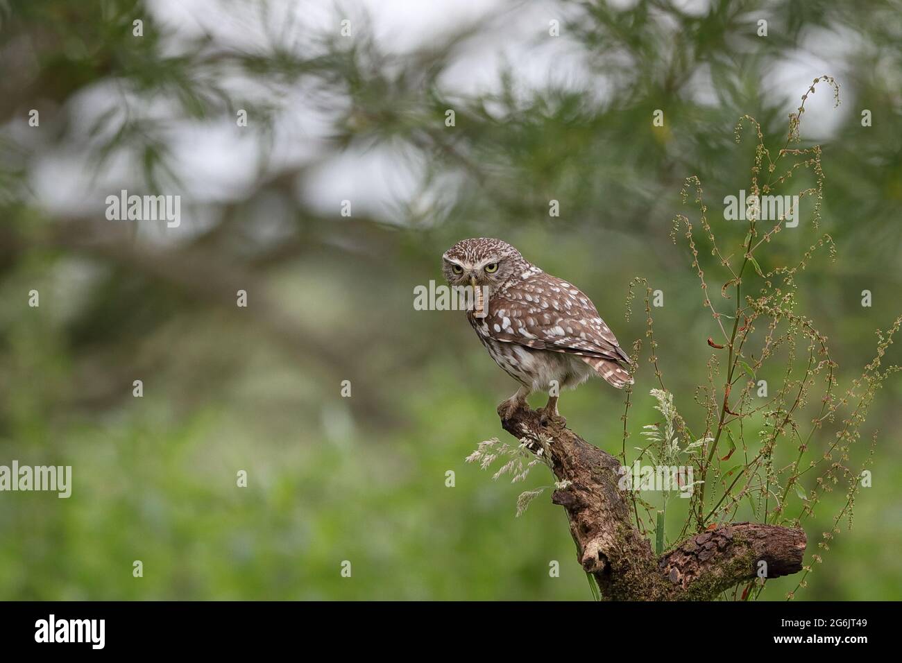 Die kleine Eule, auch als Eule der Athene oder Eule der Minerva bekannt, ist ein Vogel, der einen Großteil der gemäßigten und wärmeren Teile Europas bewohnt. Stockfoto
