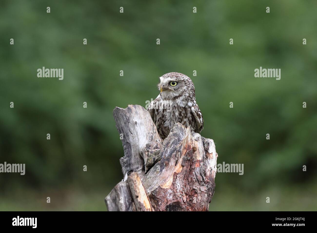 Die kleine Eule, auch als Eule der Athene oder Eule der Minerva bekannt, ist ein Vogel, der einen Großteil der gemäßigten und wärmeren Teile Europas bewohnt. Stockfoto