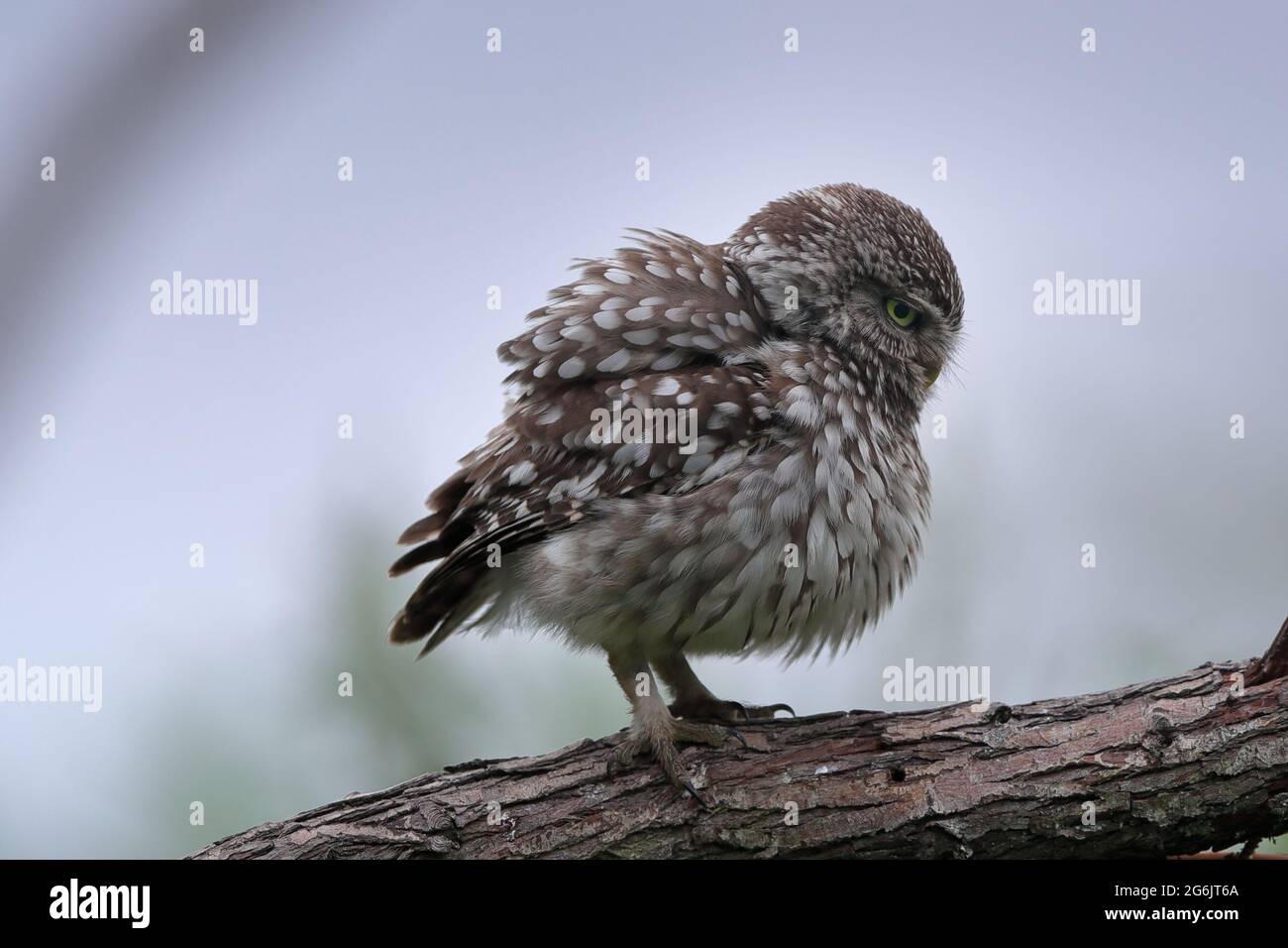 Die kleine Eule, auch als Eule der Athene oder Eule der Minerva bekannt, ist ein Vogel, der einen Großteil der gemäßigten und wärmeren Teile Europas bewohnt. Stockfoto