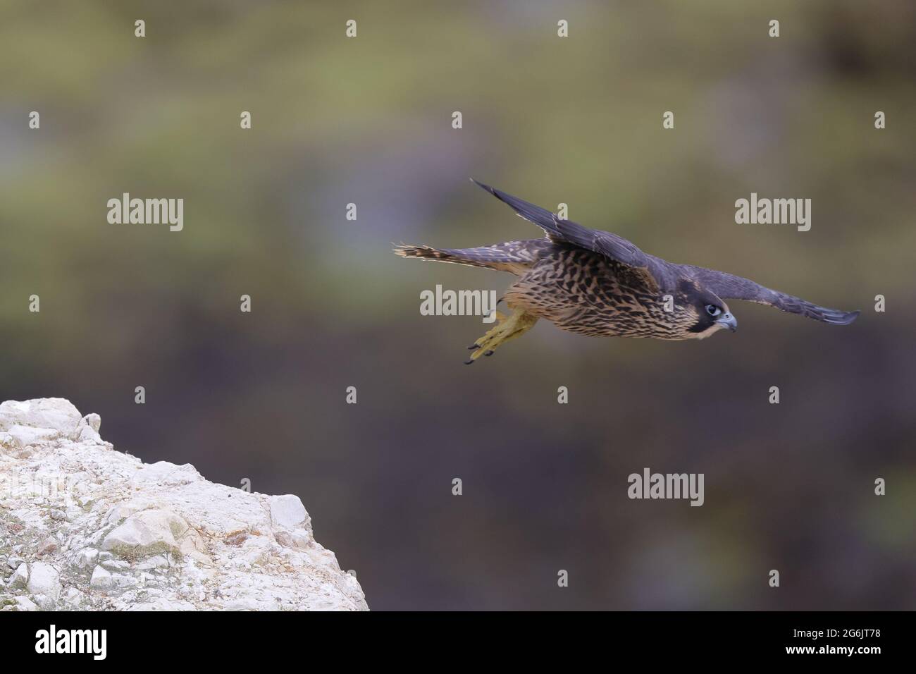 Der Peregrinenfalke, auch bekannt als Peregrine, und historisch als Entenfalke in Nordamerika, ist ein weit verbreiteter Raubvögel. Stockfoto