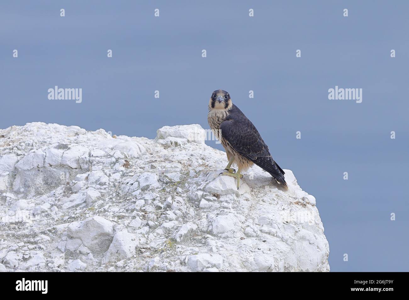 Der Peregrinenfalke, auch bekannt als Peregrine, und historisch als Entenfalke in Nordamerika, ist ein weit verbreiteter Raubvögel. Stockfoto