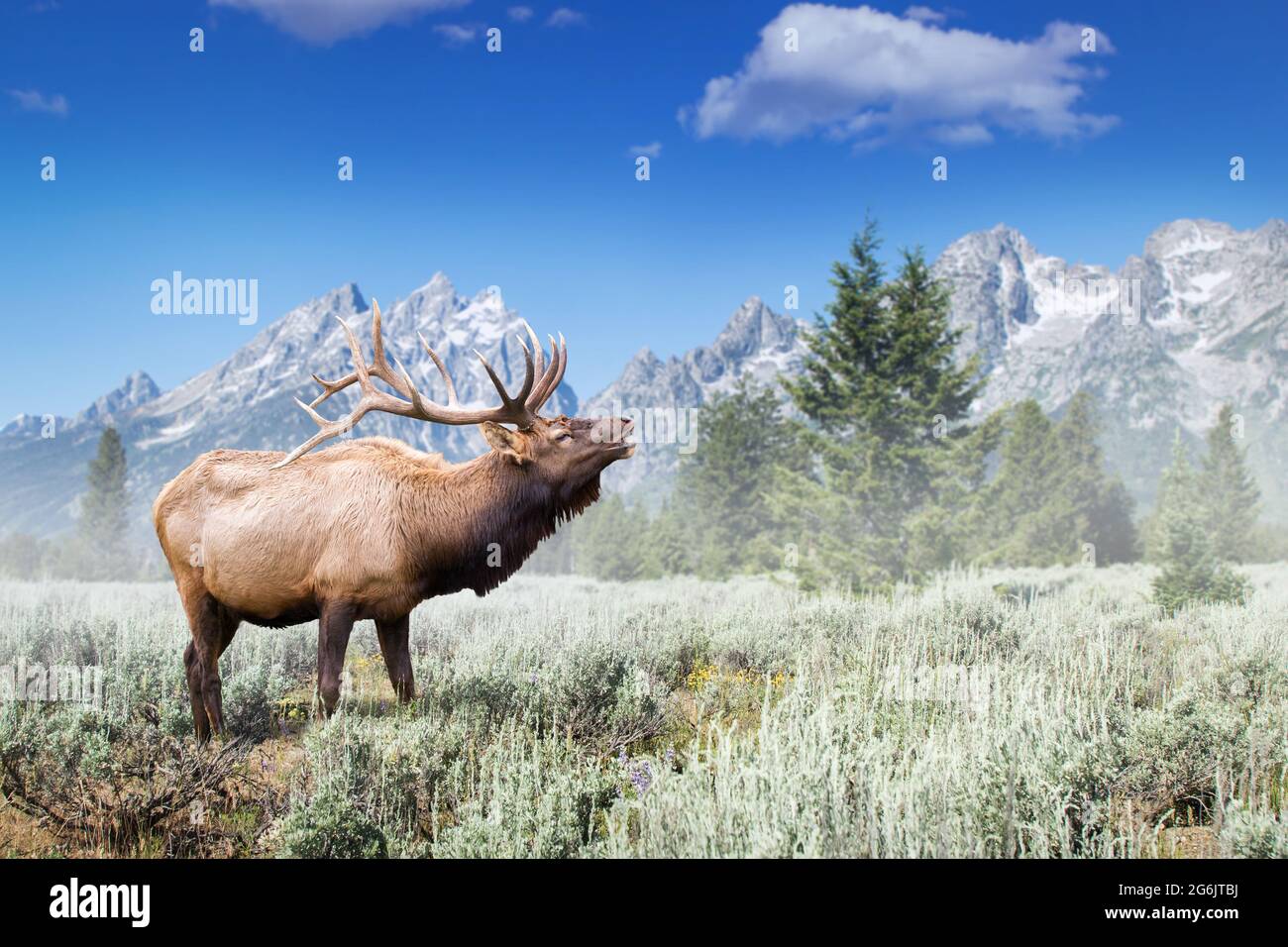 Bullenelche buckelt während der Paarungssaison auf dem Sageburst-Feld mit dem South Teton Peak im Hintergrund im Grand Teton National Park Wyoming Stockfoto