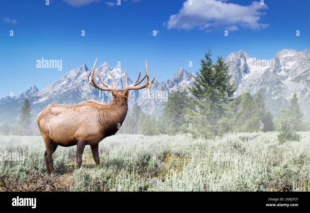 Der Bullenelch steht weg von der Kamera und zeigt riesige Geweihe auf dem Sageburst-Feld mit dem South Teton Peak im Hintergrund im Grand Teton National Park Wyoming Stockfoto