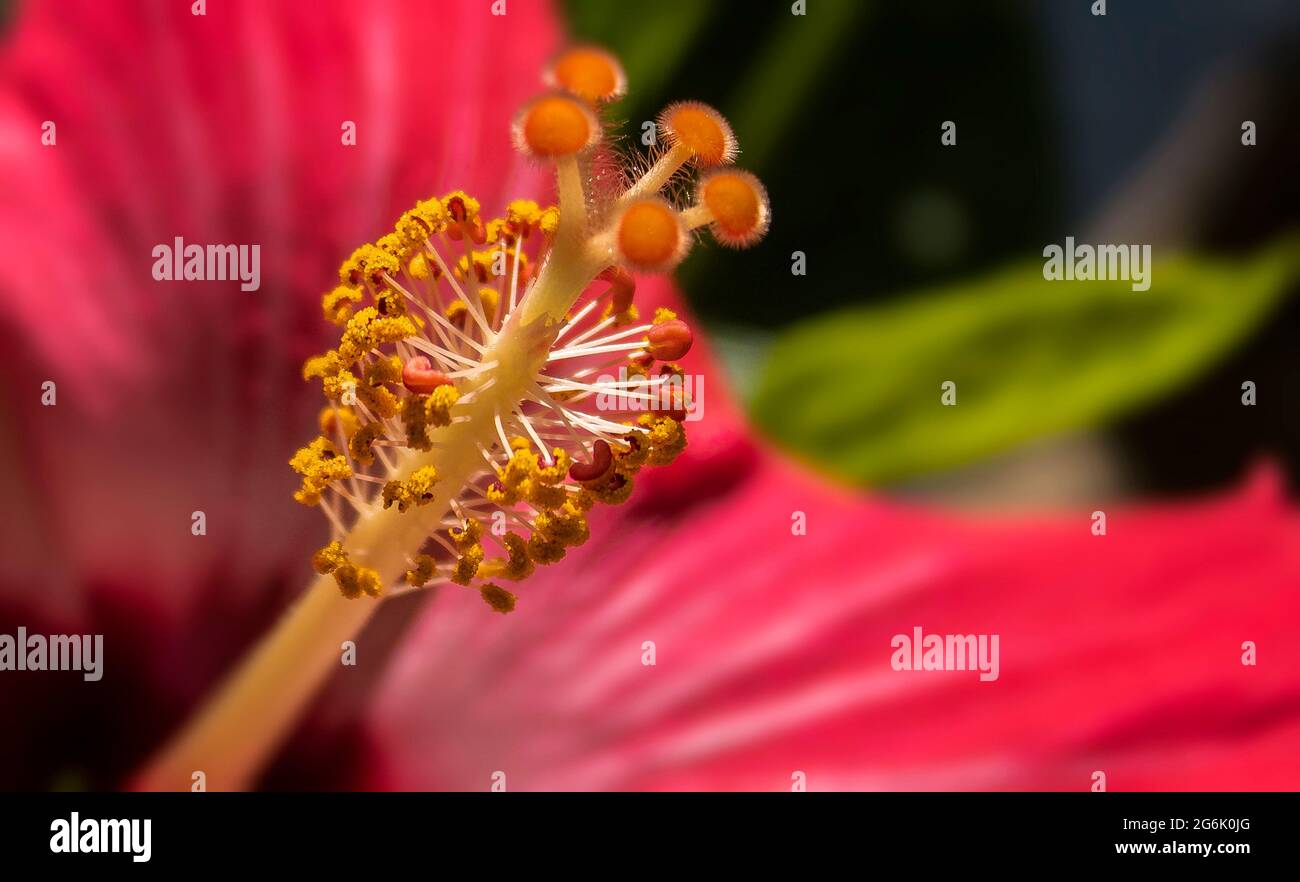 Perfekt für Werbung, Websites und Artikel Stockfoto