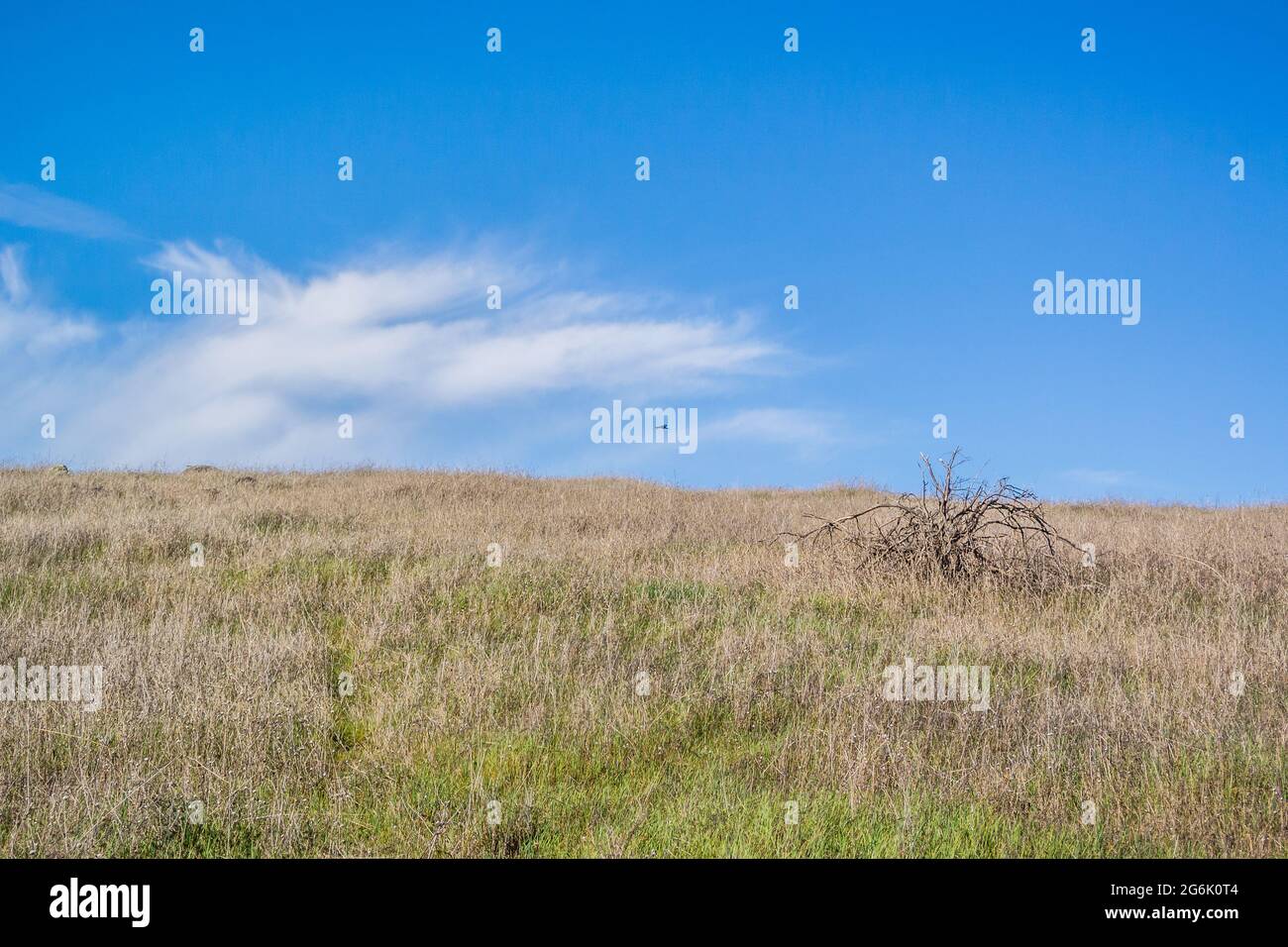 Blick auf den grasbewachsenen Gipfel auf dem Gipfel des Hügels mit hellblauem Himmel. Einzelner trockener Strauch. Gelbtes Gras. Stockfoto