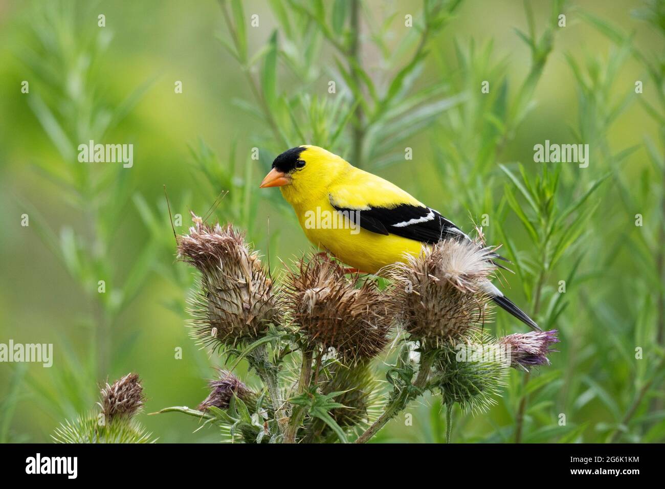 Amerikanischer Goldfink (Spinus tristis), auf Thistle (Cirsium arvense) Stockfoto