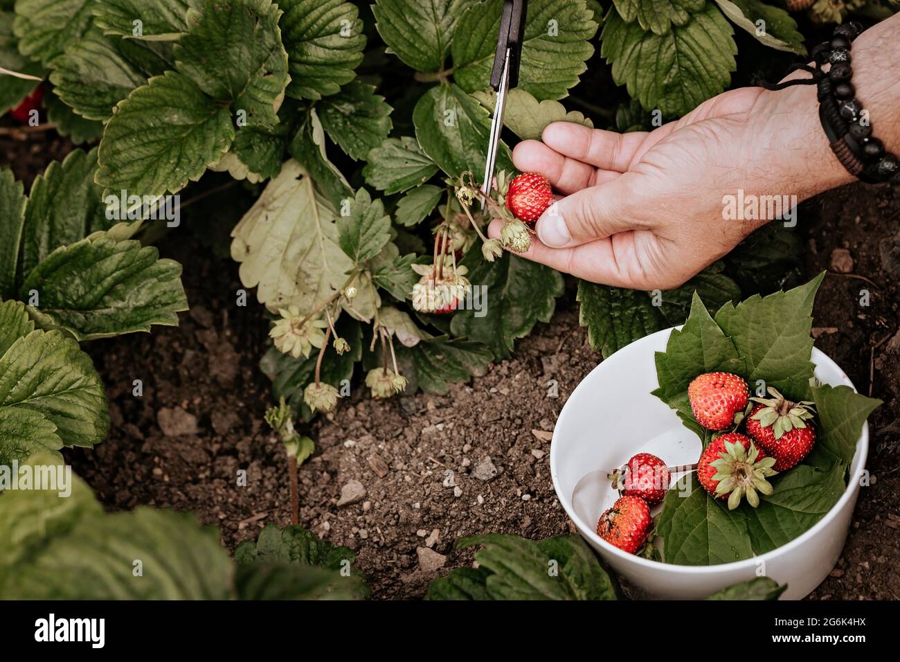 Die männlichen Hände des Bauern pflücken frische rote Erdbeeren im Garten. Menschliche Hände im Rahmen. Beeren ernten. Bio-fettfreies, kalorienarmes Produkt. Se Stockfoto