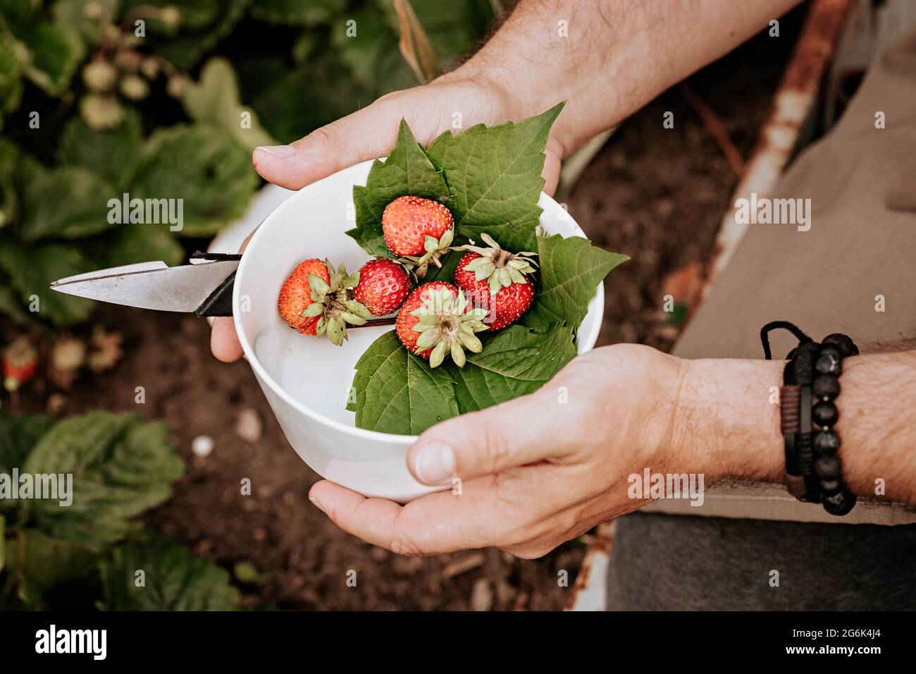 Menschliche Hände halten reife Erdbeeren in einer weißen Schüssel. Beeren ernten. Die männlichen Hände der Bauern pflücken frische rote Erdbeeren im Garten. Organisches d Stockfoto