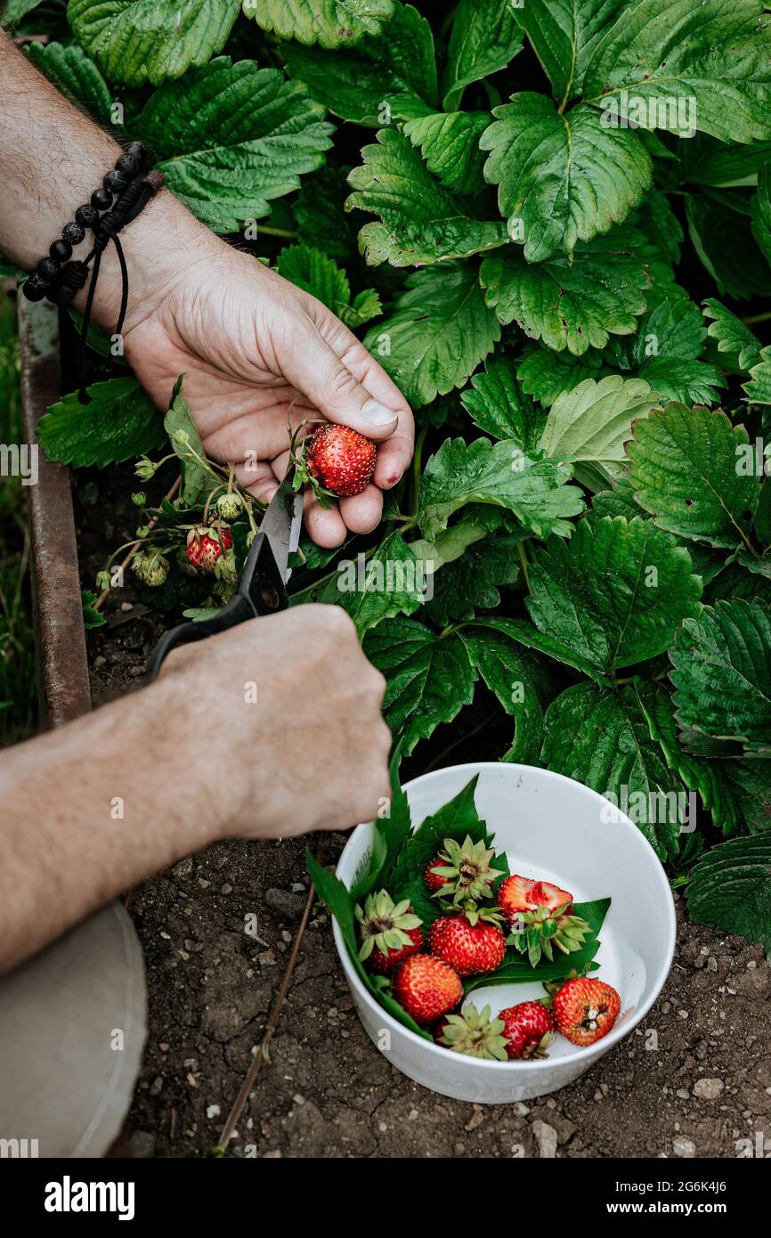 Die männlichen Hände der Bauern pflücken frische rote Erdbeeren im Garten. Menschliche Hände im Rahmen. Ernte saisonaler Beeren. Organische Diät fettfrei, kalorienarm Stockfoto